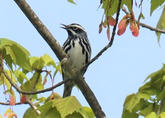 Black and White Warbler1