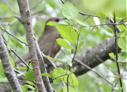 Black Billed Cuckoo