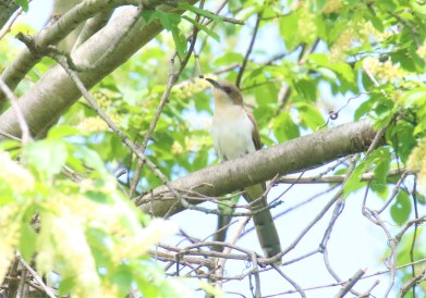 Black Billed Cuckoo