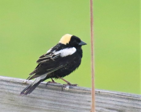 Bobolink