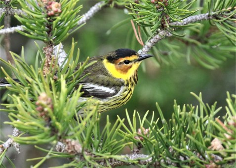 Cape May Warbler