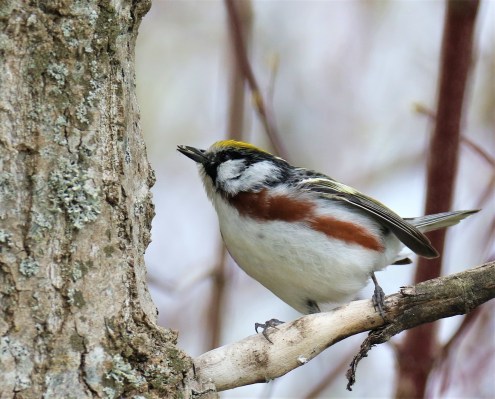 Chestnut Sided Warbler1