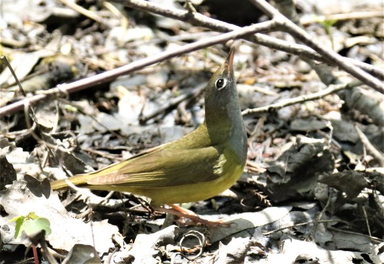 Connecticut Warbler3