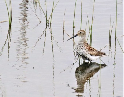 Dunlin Profile - Copy