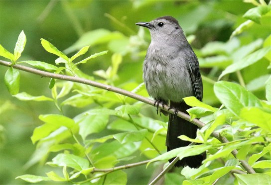 Gray Catbird1