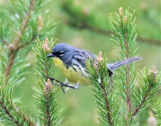 Kirtland's Warbler