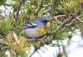 Northern Parula Warbler