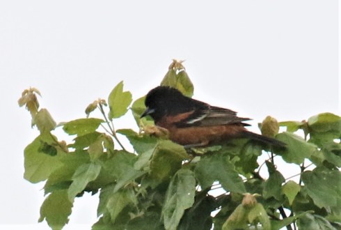 Orchard Oriole1 - Copy
