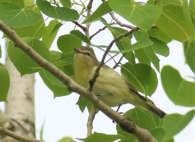 Philadelphia Vireo2