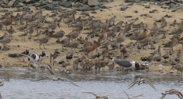 Red Knots - Copy