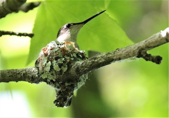 Ruby Throated Hummingbird on Nest1