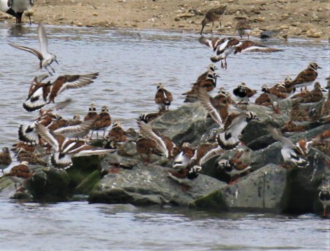 Ruddy Turnstones Flight