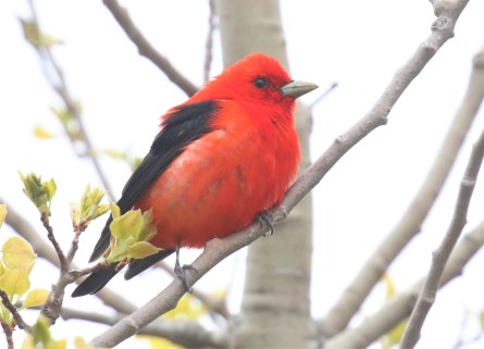 Scarlet Tanager3