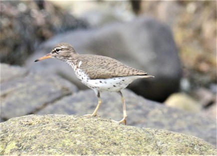 Spotted Sandpiper