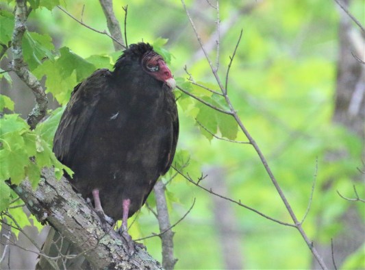Turkey Vulture