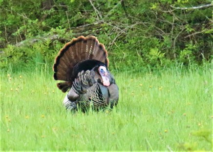 Wild Turkey
