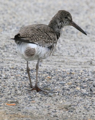 Willet3