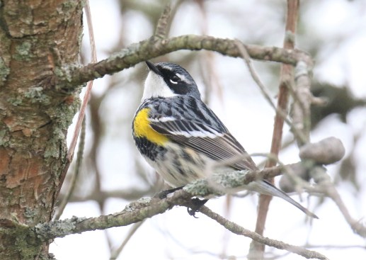 Yellow Rumped Warbler - Myrtle
