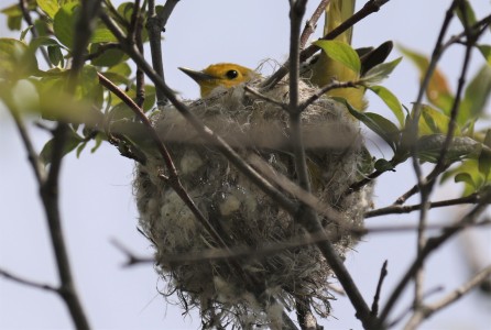 Yellow Warbler on Nest