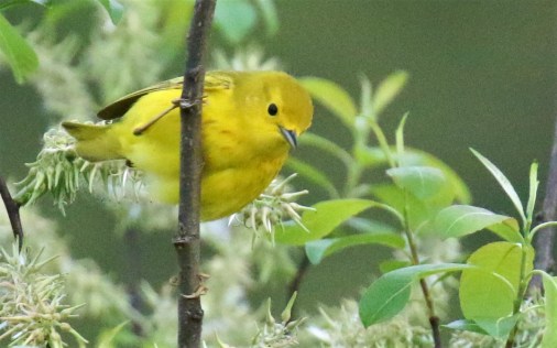 Yellow Warbler1