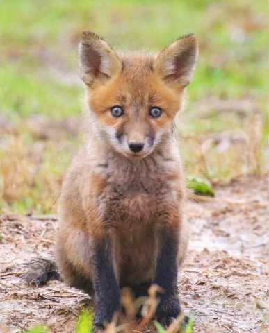 Young Fox1