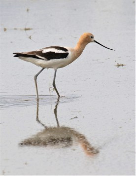 American Avocet 12th
