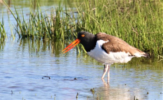 American Oystercatcher
