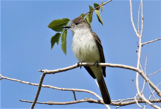 Ash Throated Flycatcher1