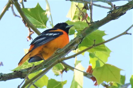 Baltimore Oriole1
