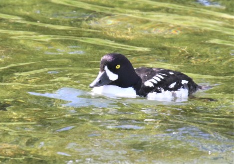 Barrow's Goldeneye