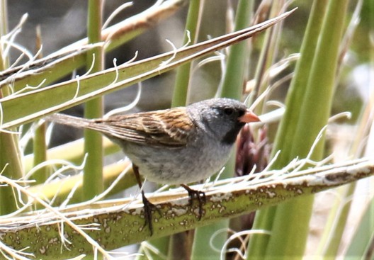 Black Chinned Sparrow