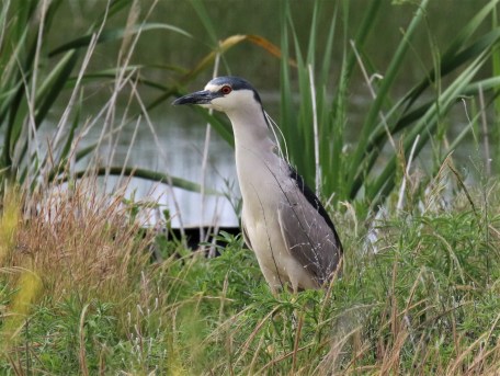Black Crowned Night Heron
