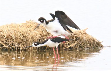 Black Necked Stilts Copulating