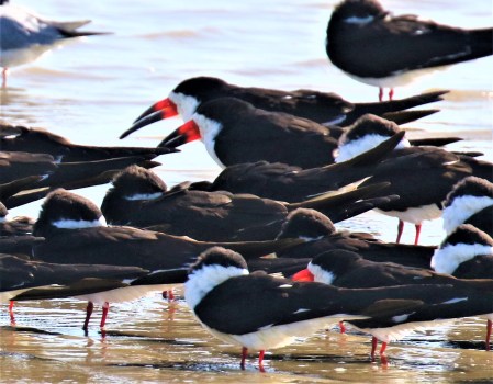 Black Skimmers