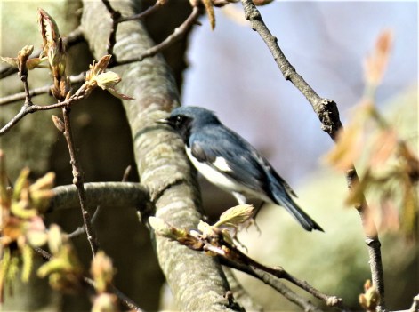 Black Throated Blue Warbler1