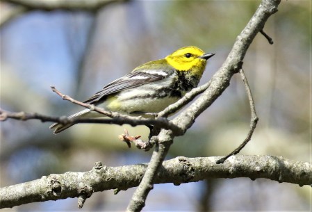 Black Throated Green Warbler
