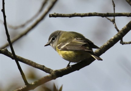 Blue Headed Vireo1