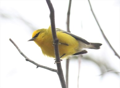 Blue Winged Warbler