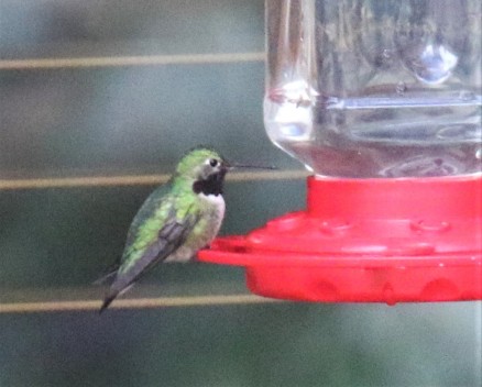 Broad Tailed Hummingbird at Feeder