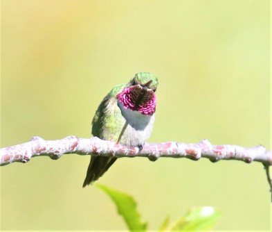 Broad Tailed Hummingbird1