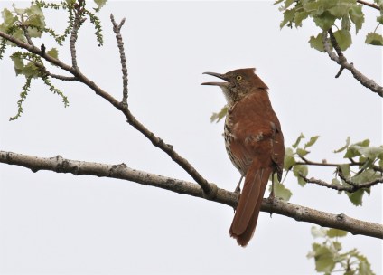 Brown Thrasher3