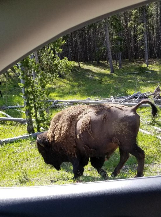 buffalo-from-car.jpg