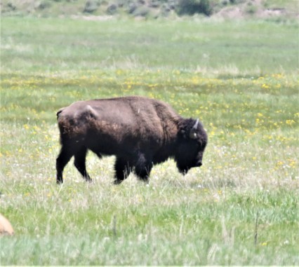Buffalo1