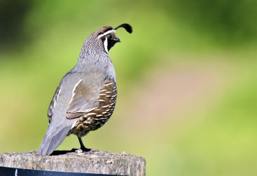 California Quail