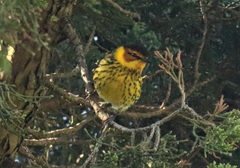 Cape May Warbler3