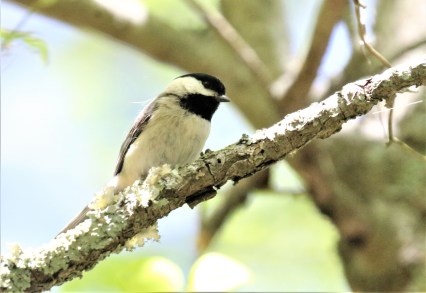 Carolina Chickadee