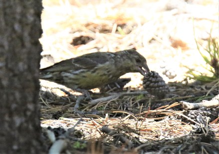 Cassia Crossbill at Work