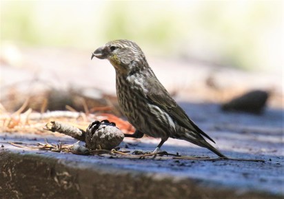 Cassia Crossbill Female