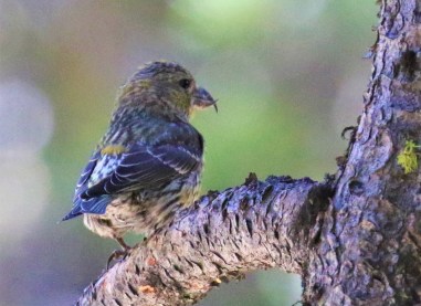 Cassia Crossbill3