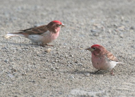 Cassin's Finches